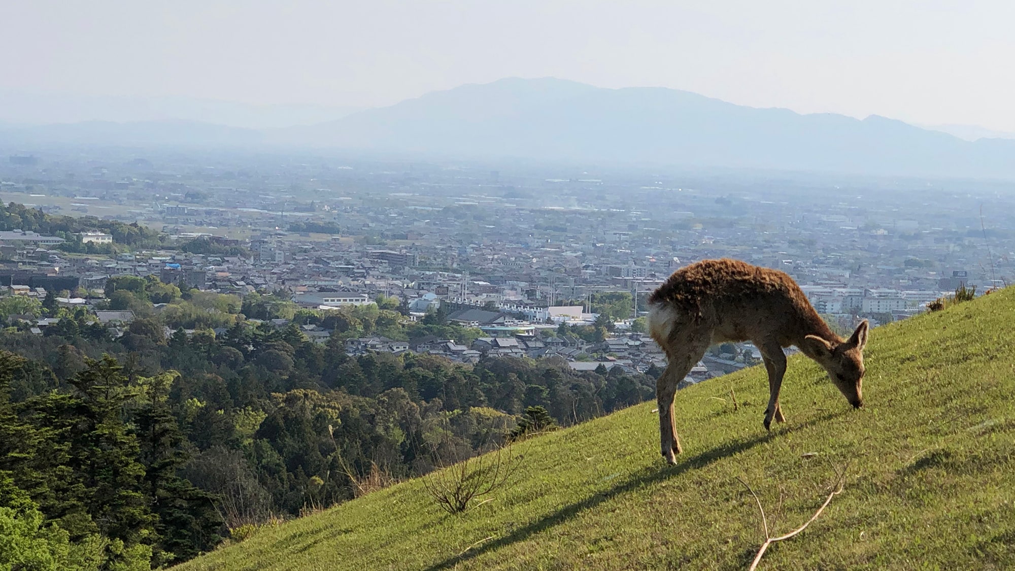 ■ Mt. Wakakusa ■ (20 minutes on foot)