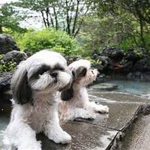 Dog 2