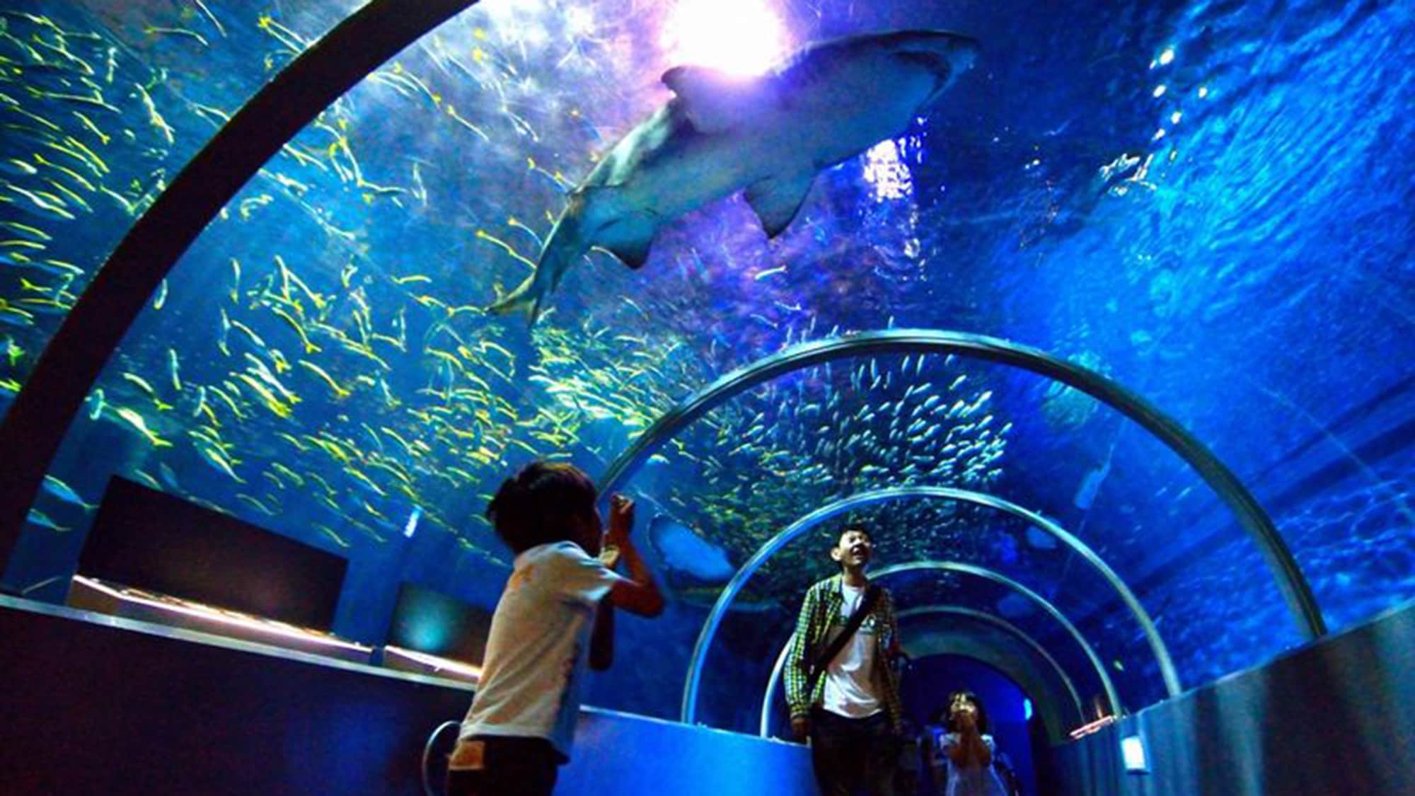 【마린파크】수영하고 있는 물고기를 가까이서 볼 수 있는 터널은 박력 만점!