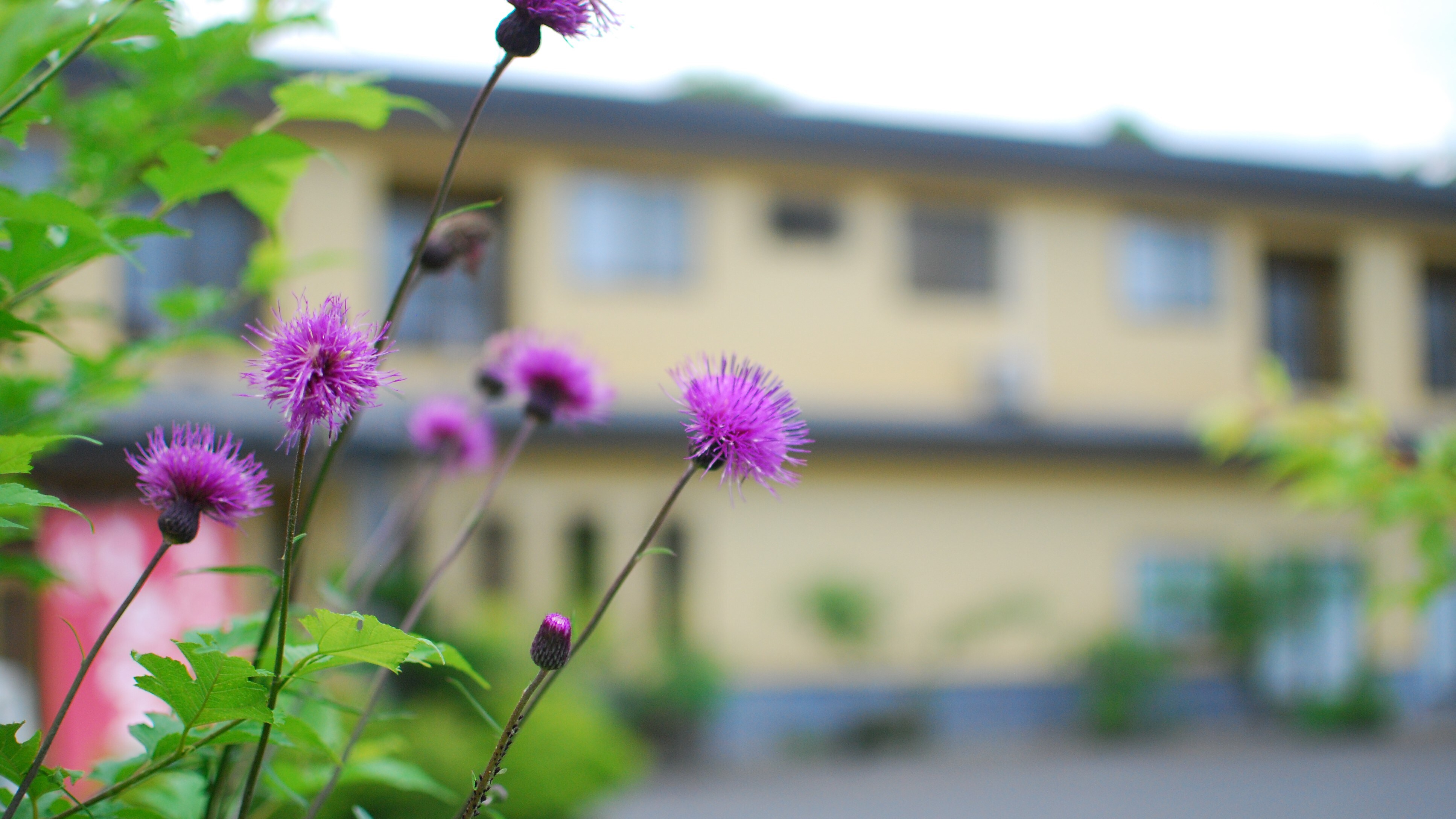 Appearance_thistle