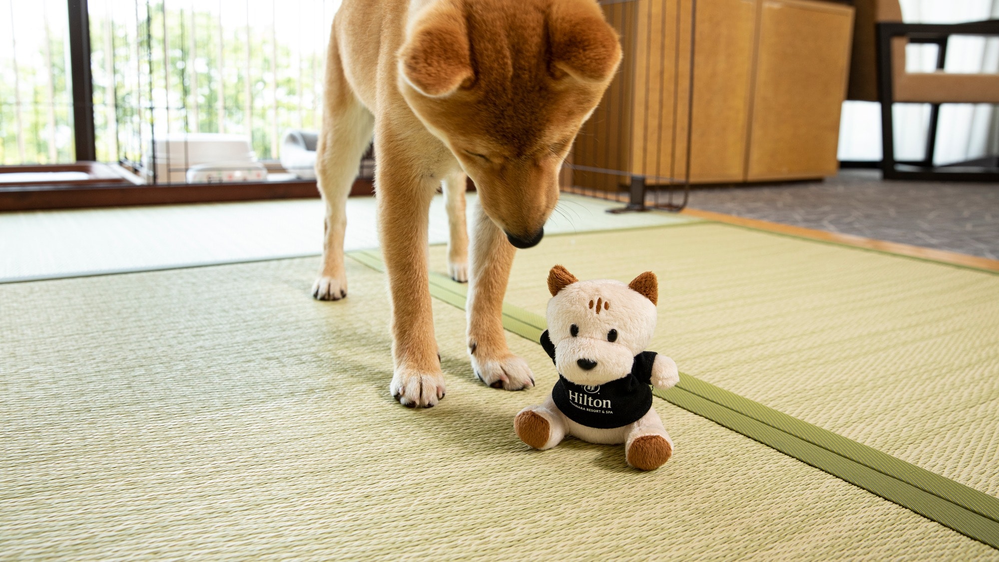 ห้องพักที่เป็นมิตรกับสุนัขของโรงแรมฮิลตัน