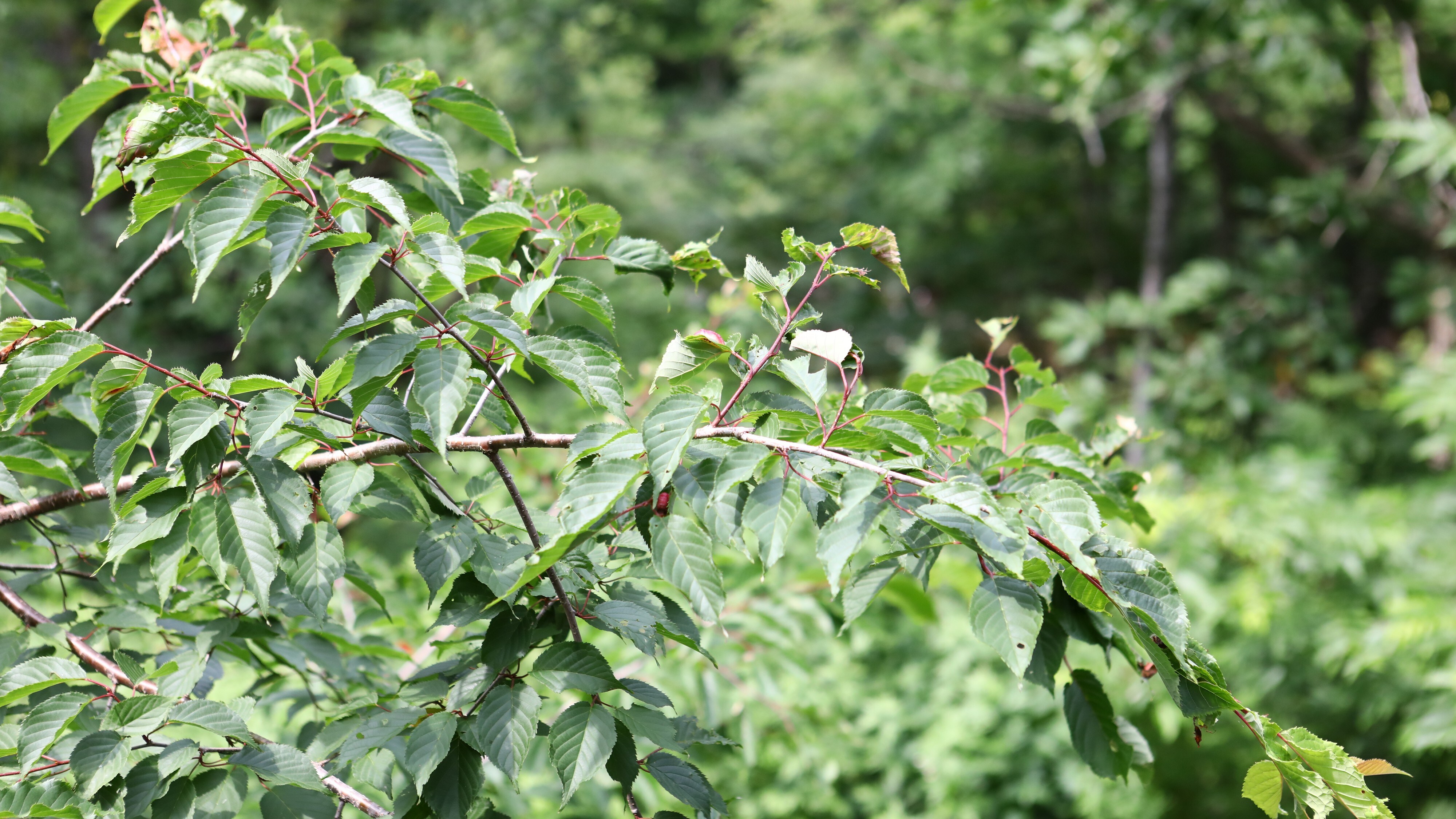 ■ Wild cherry tree (wild cherry tree seen from the room of "wild cherry tree")
