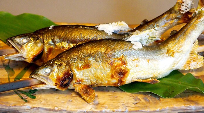Gujo's natural sweetfish