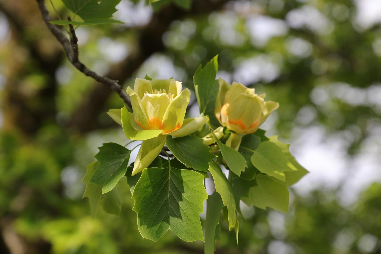花回廊04.jpg