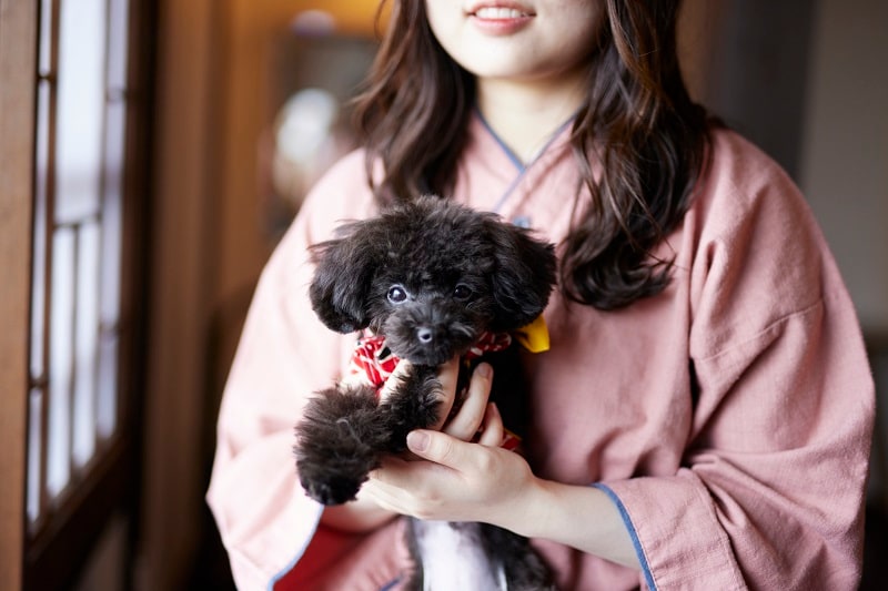 Lampiran [WAN Sound] Perjalanan ini bersama anjing saya♪