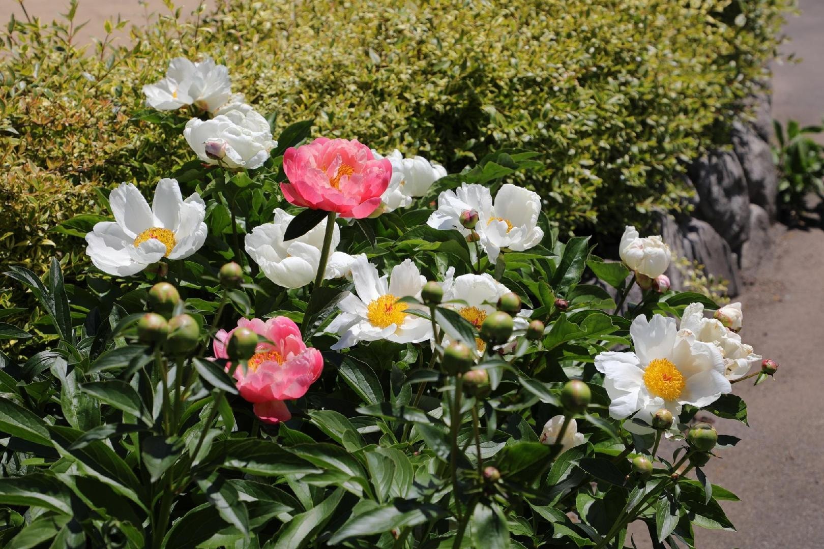 花回廊06.jpg