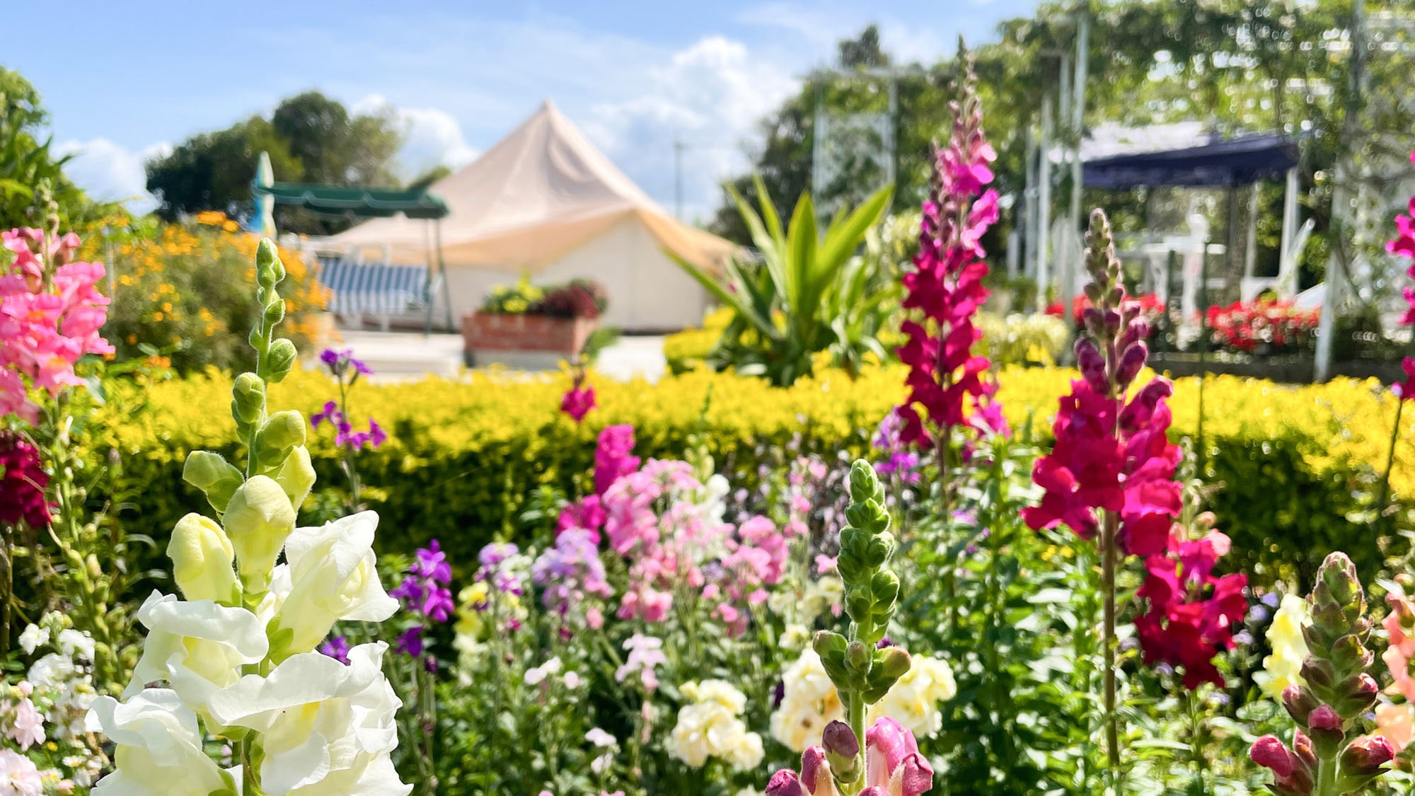 ・[Garden] Take photos of the beautiful flowers of each season