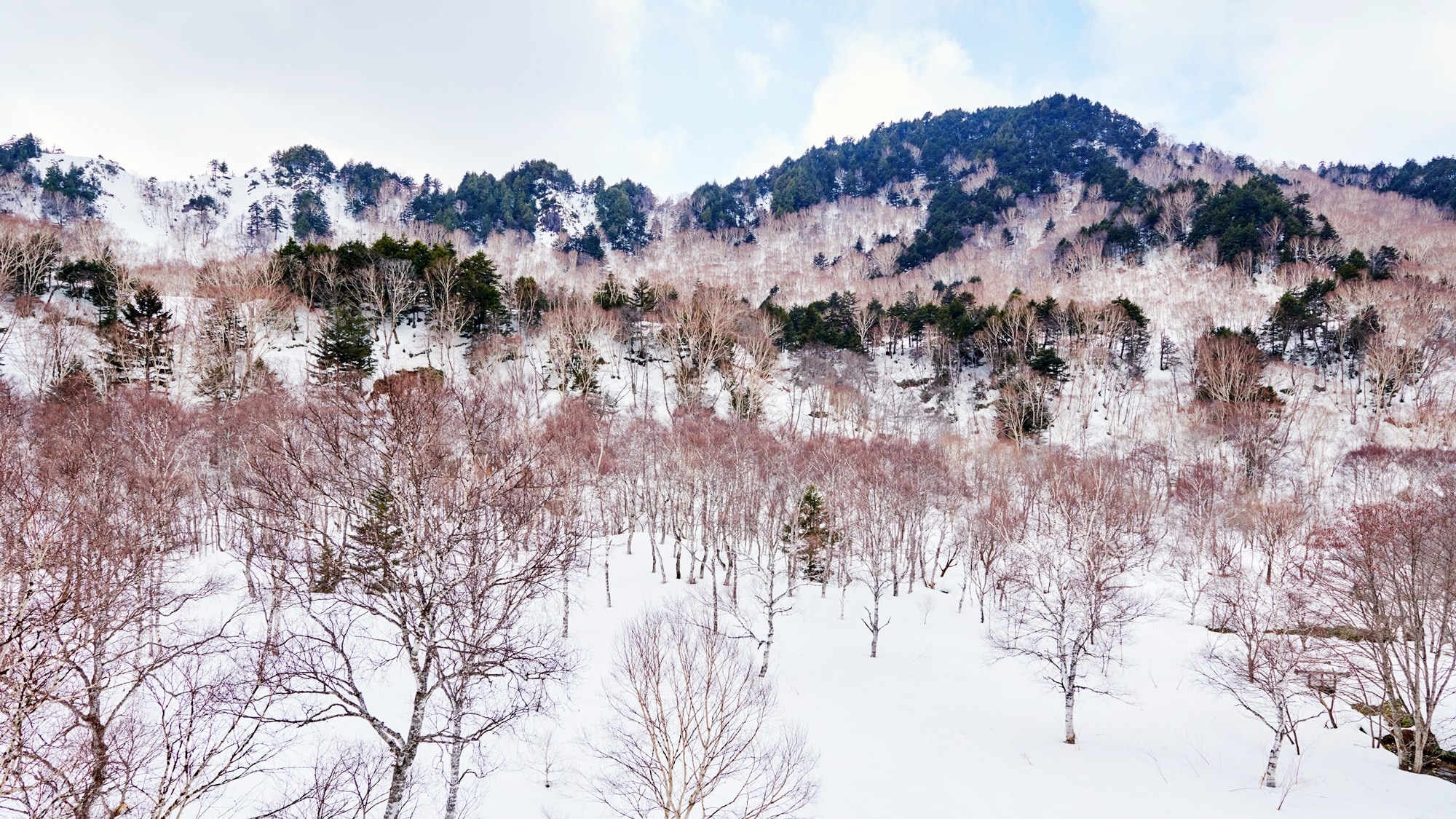 * [Garden View Twin Rooms, 2nd and 3rd floors (west side)] Outside, you can see a snow-covered landscape. The magnificent nature of Shiga Kogen will move you to your core.