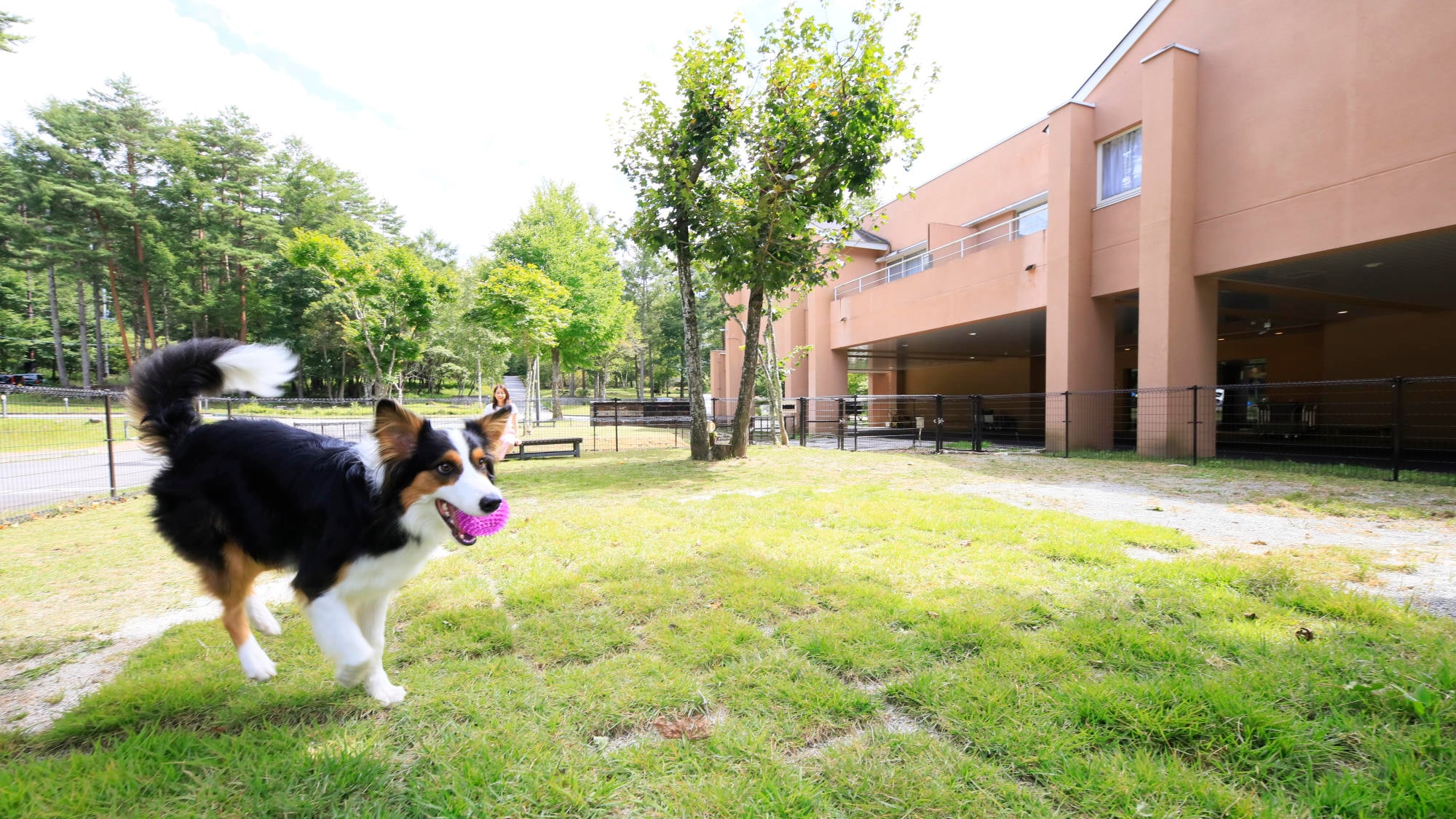A welcome dog run where you can play as soon as you arrive