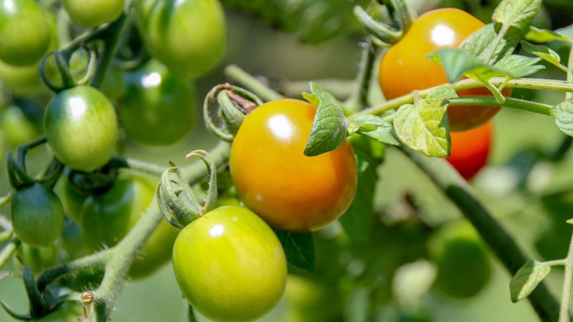#HomegrownTomatoes