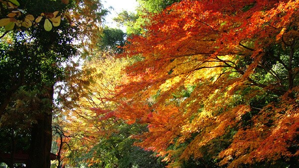 Autumn leaves
