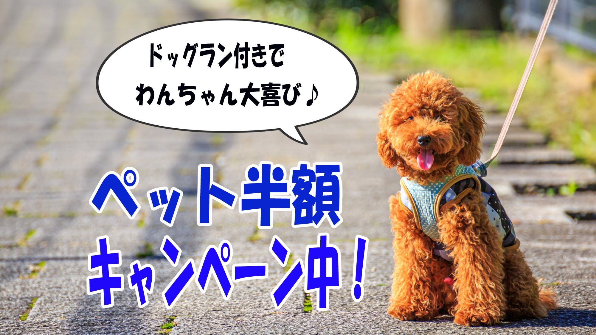 Half price pet campaign!