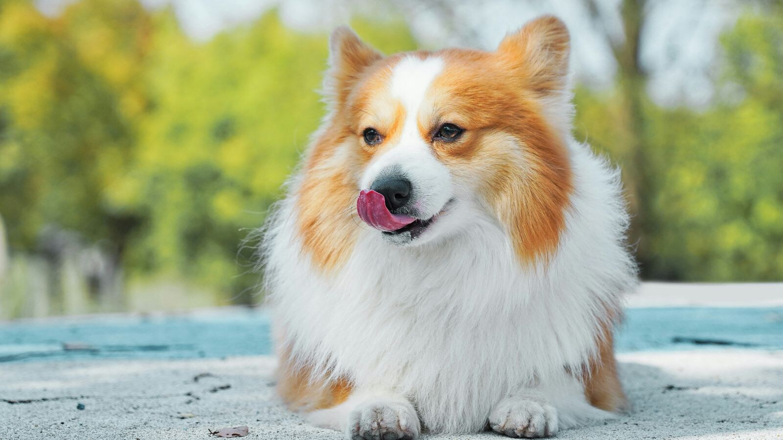 Stay with your dog