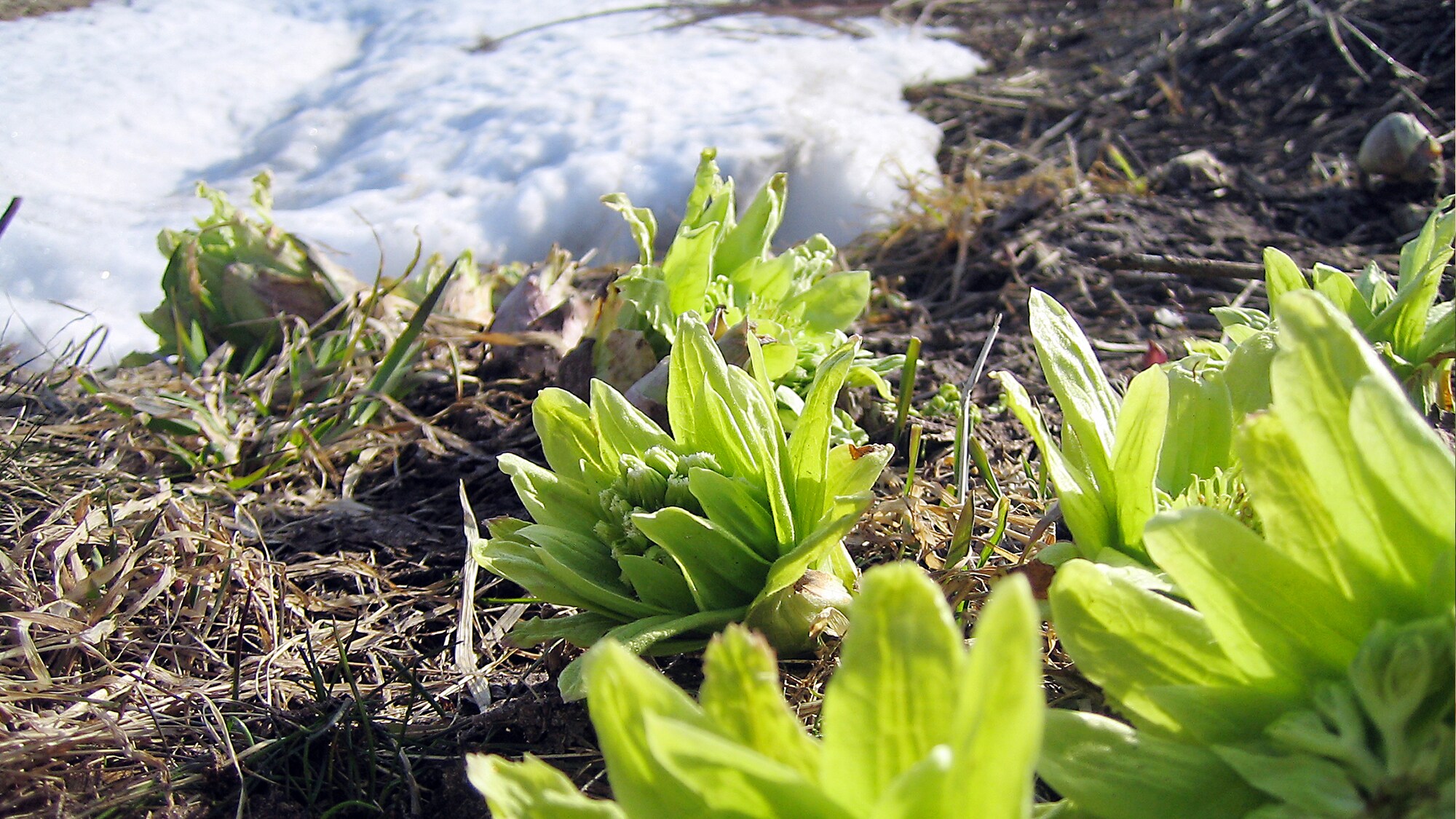 [Spring vegetables]