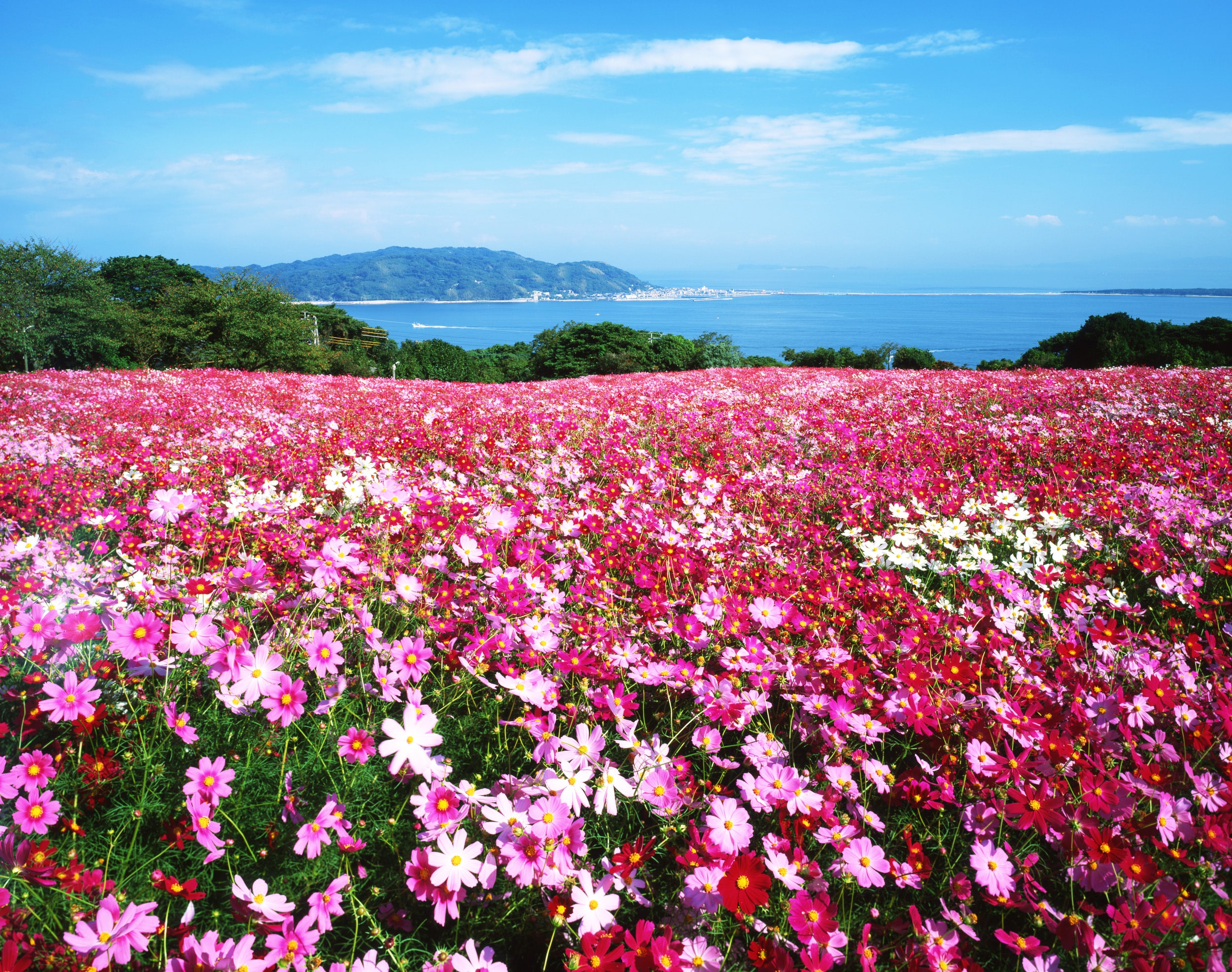 【秋】能古島公園盛開的晚開大波斯菊