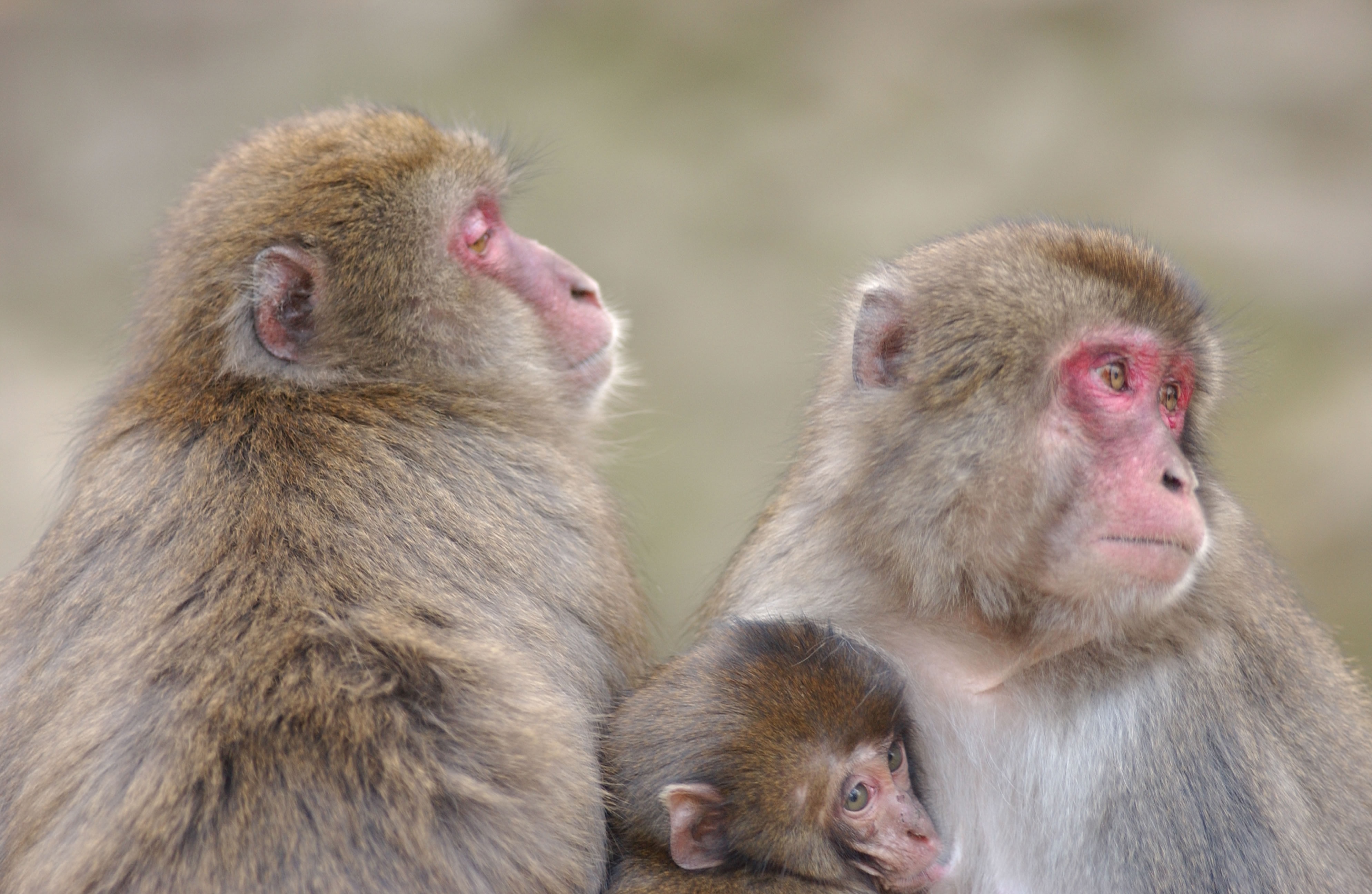 高崎山动植物自然公园