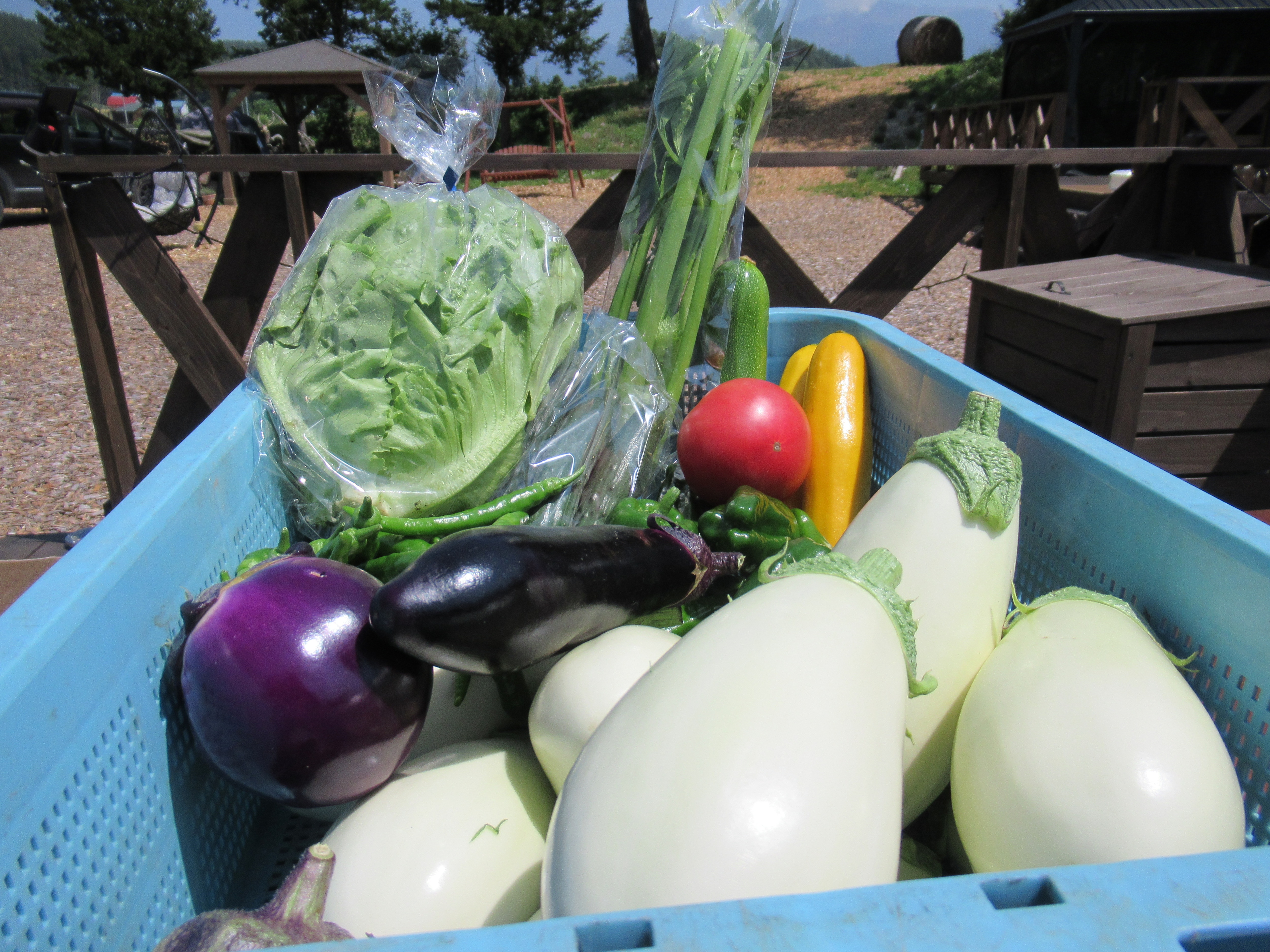 Fresh vegetables