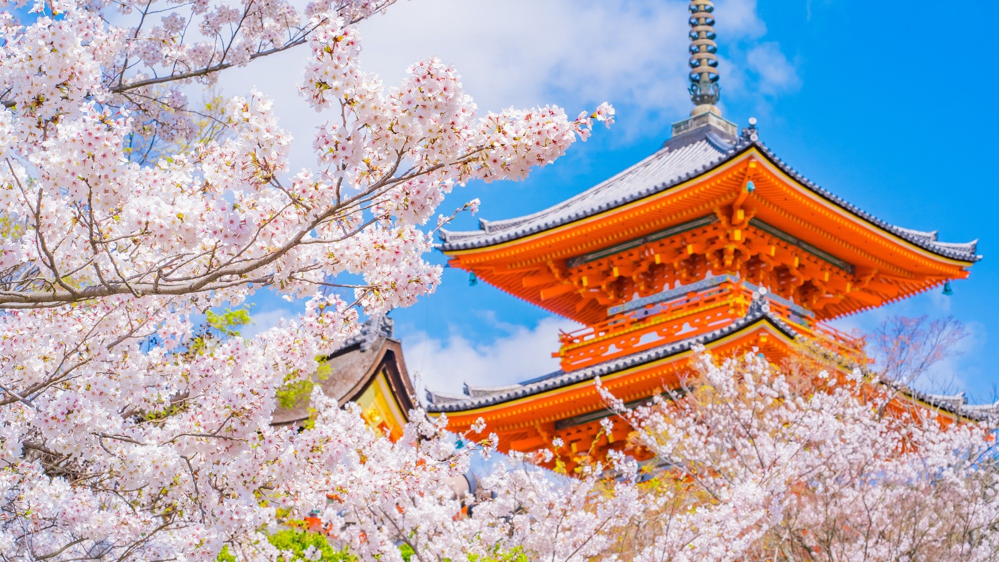 Hình ảnh chùa Kiyomizu-dera hoa anh đào ở Kyoto