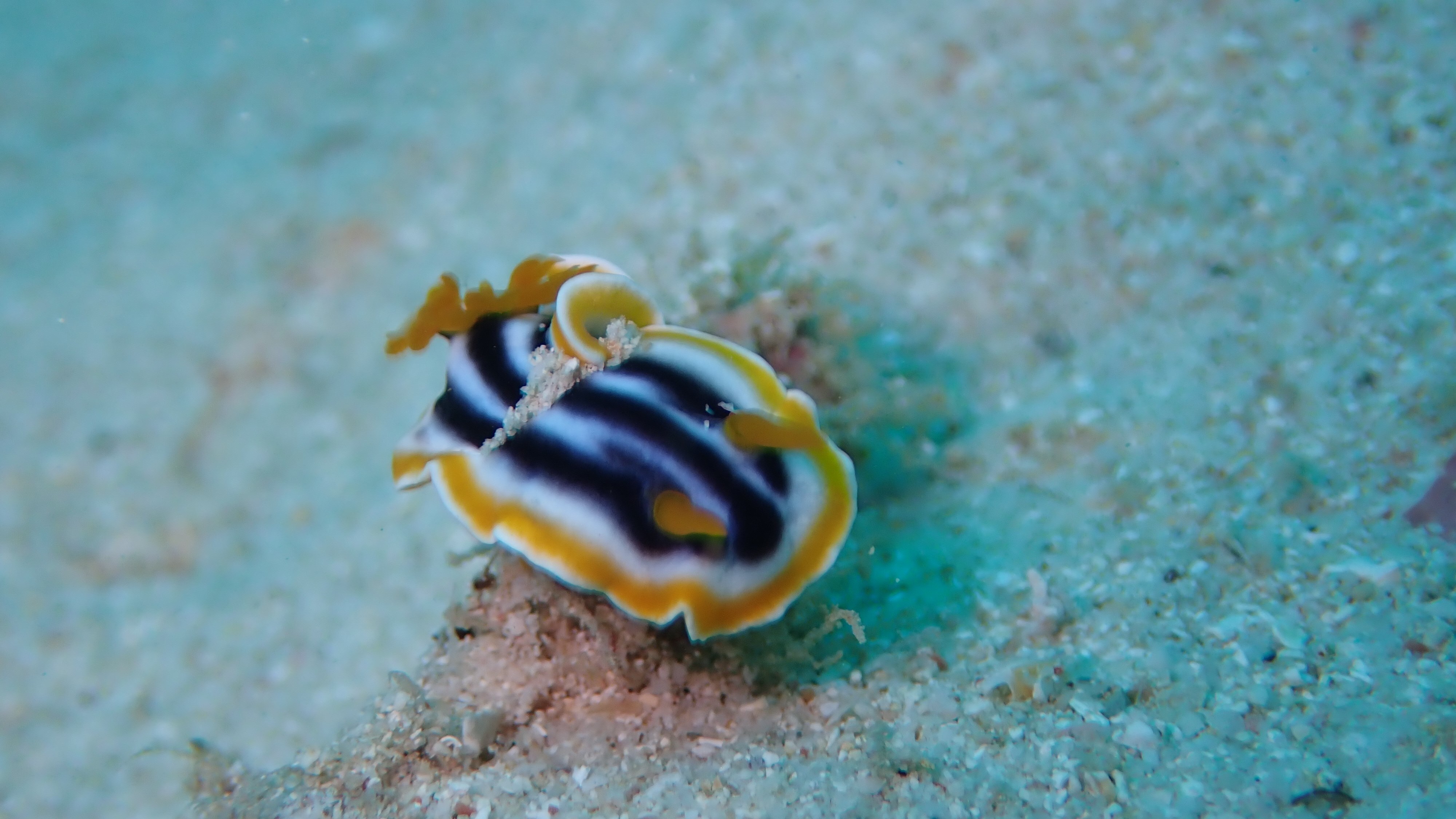 Sea slug
