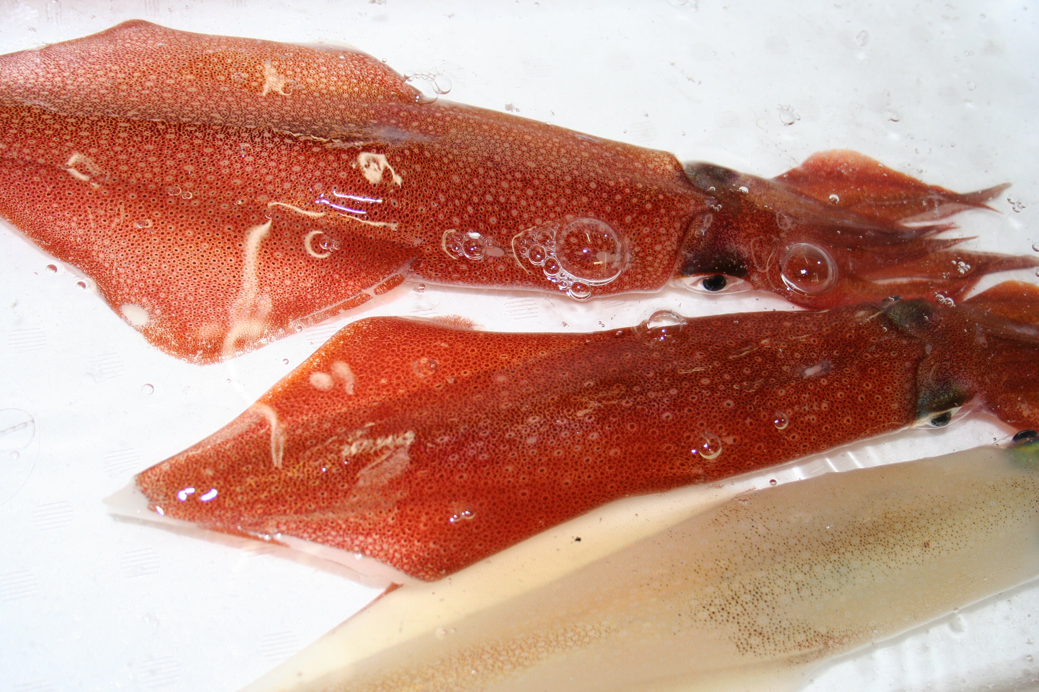 白魷魚