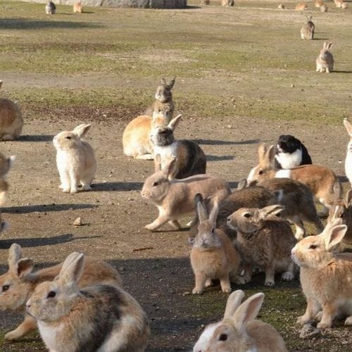 Okunoshima Rabbit welcome provided by: Hiroshima Prefecture