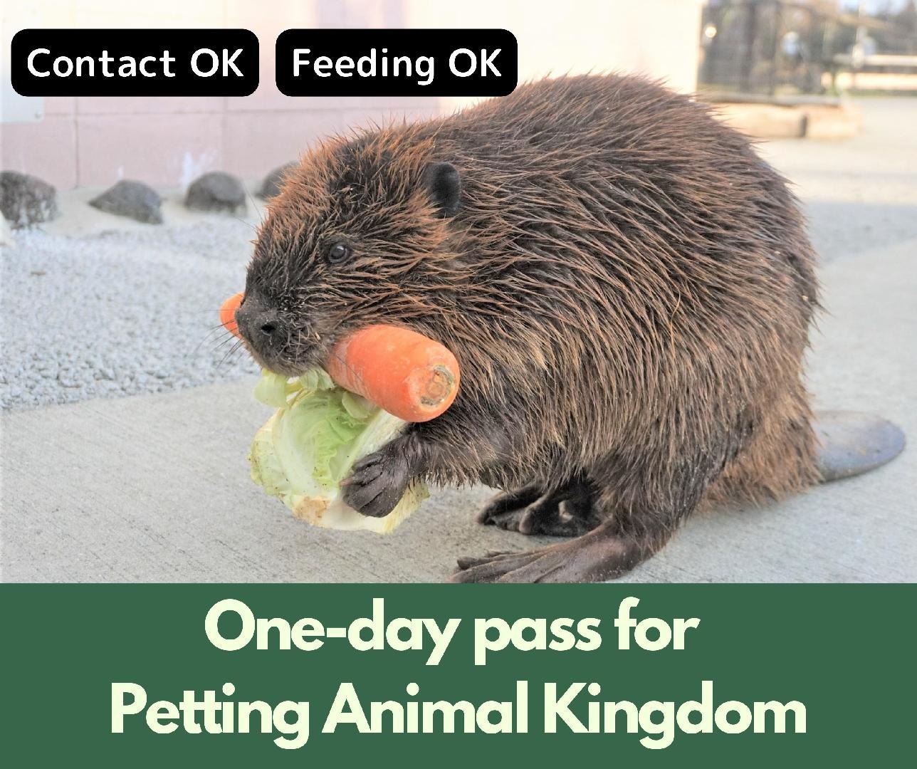 Free pass to the Animal Kingdom