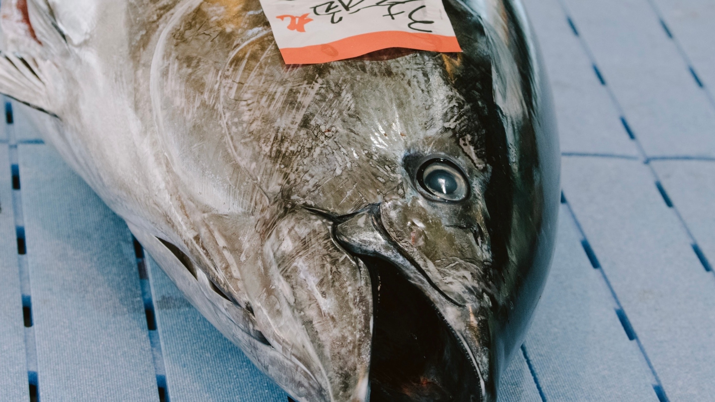 Raw tuna