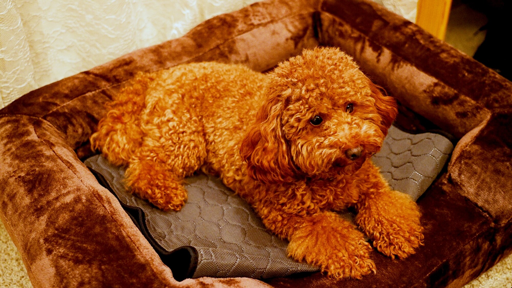 *Contoh tempat tidur anjing