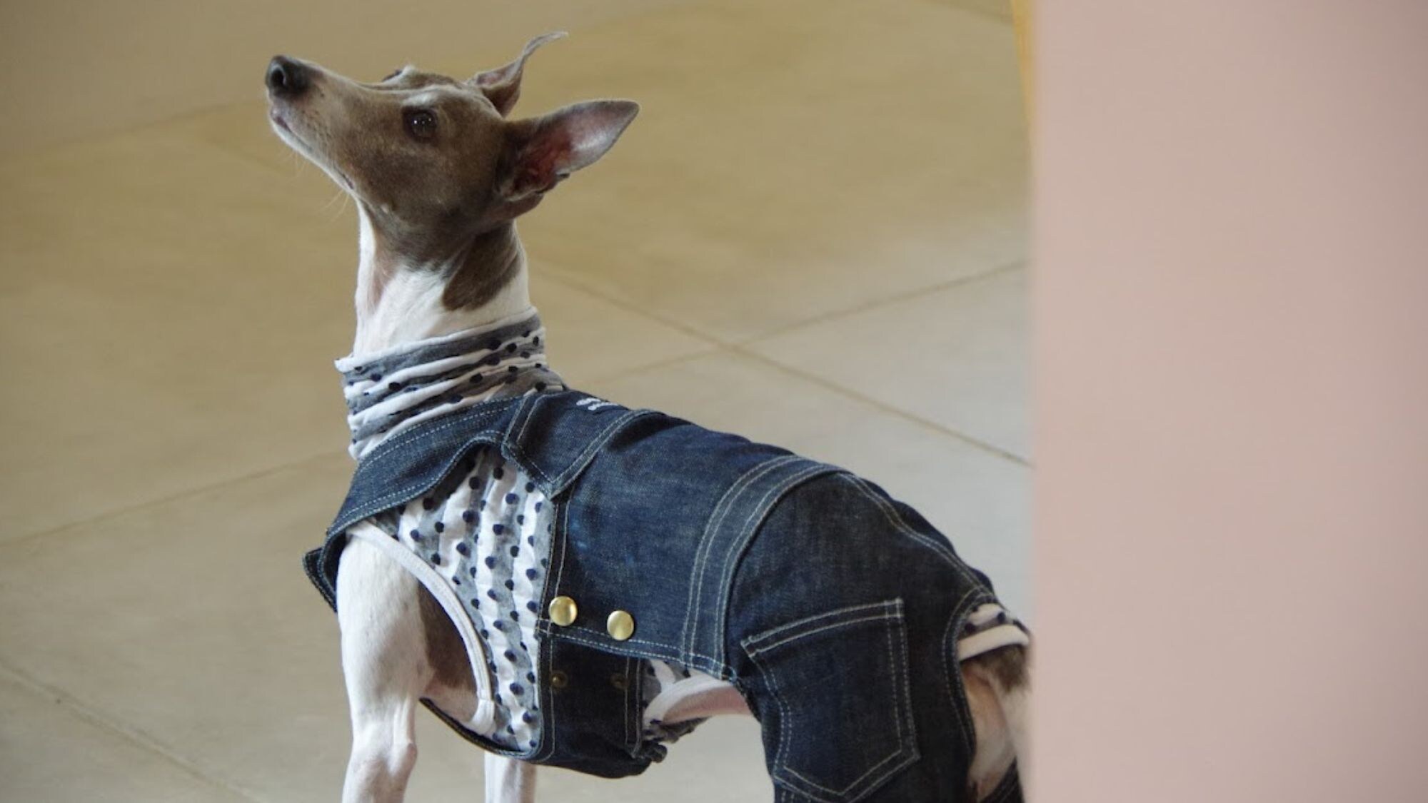 Akatsuki, tempat Anda bisa tinggal bersama anjing Anda