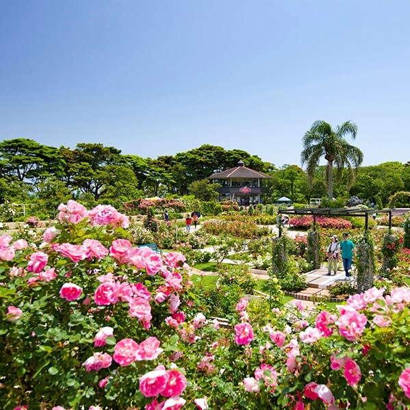 Children's Kuni (rose garden) Approximately 30 minutes by car