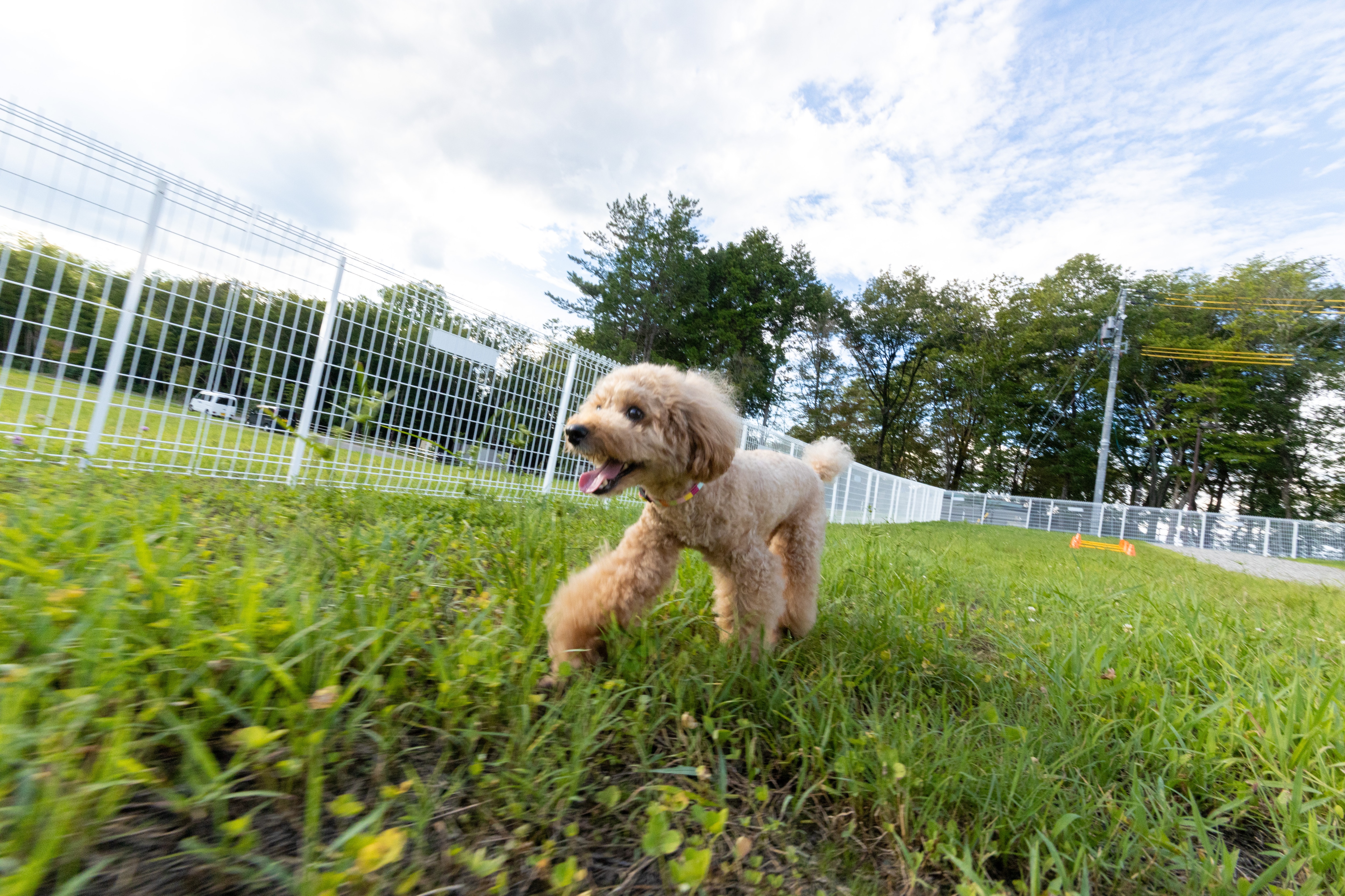 Dog_4