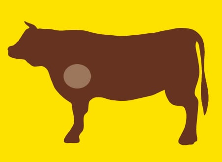 cattle