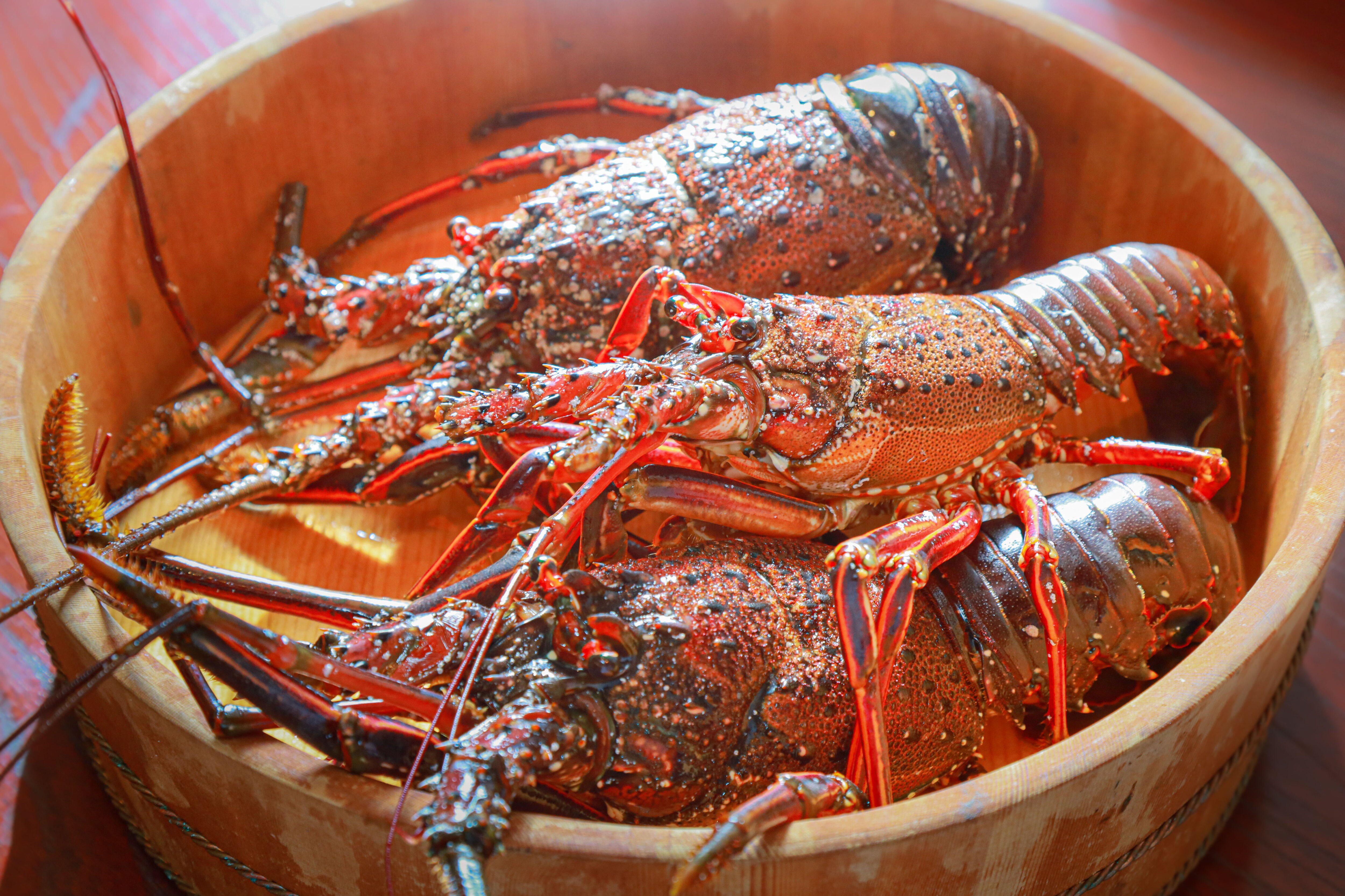 3 spiny lobsters