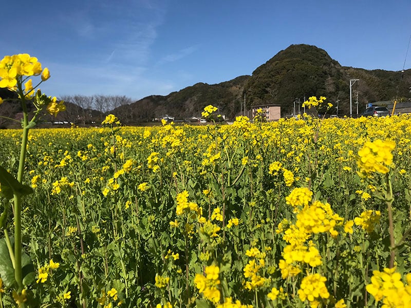 The vast rapeseed flower fields of Hino