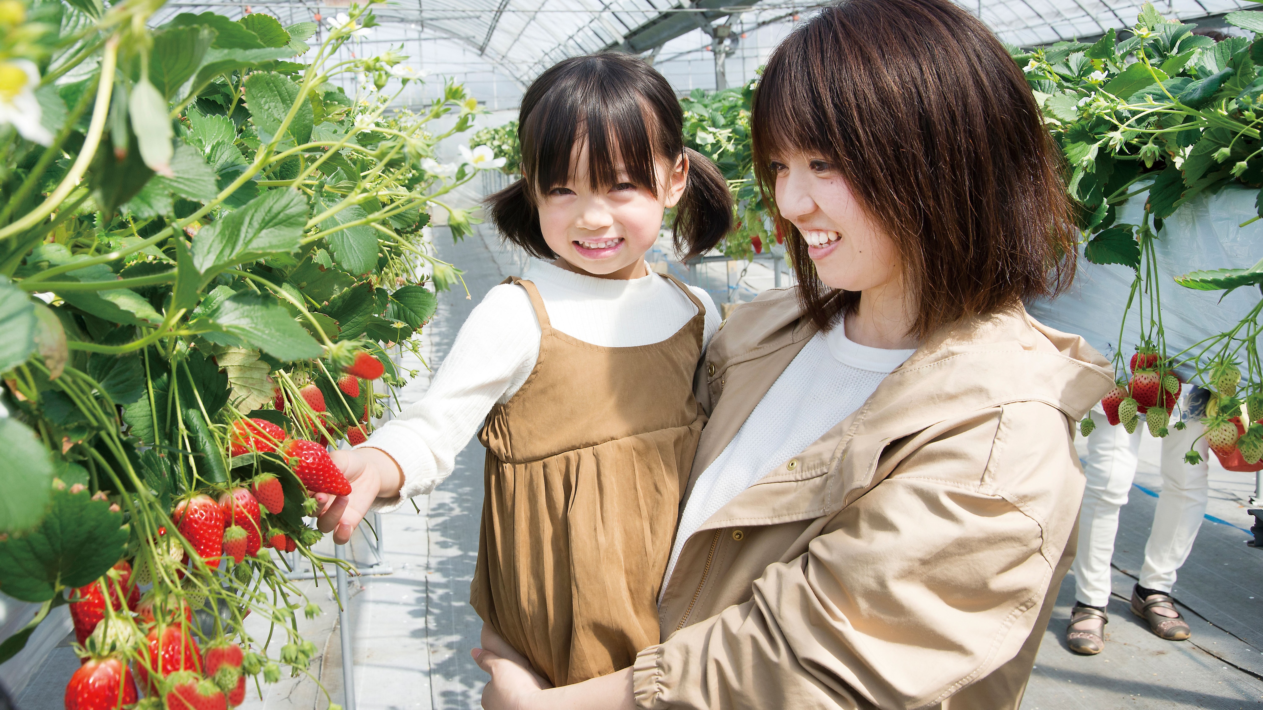 【草莓採摘計劃】Agris Lake Hamana