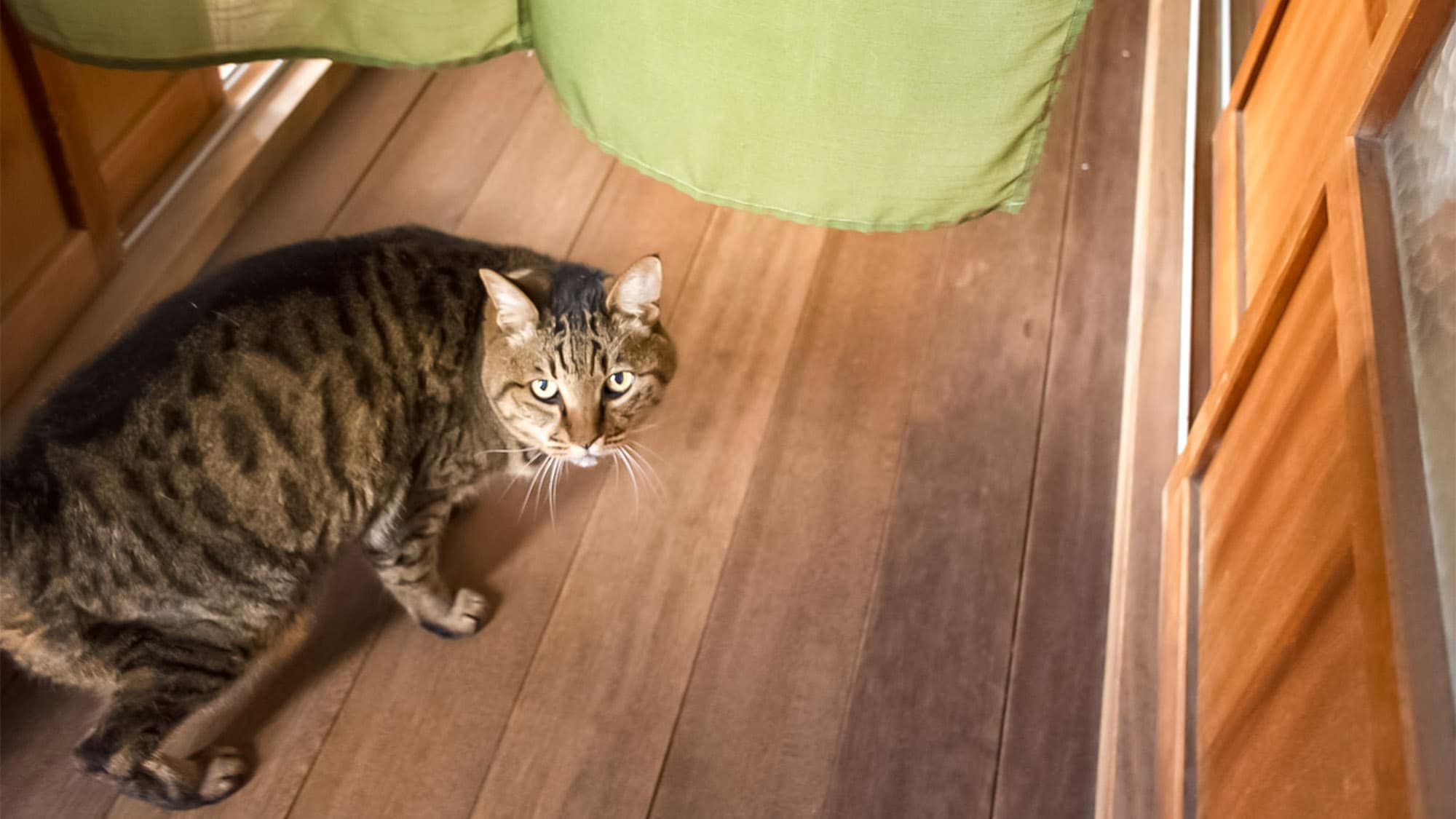 ・Please come and play with our guesthouse's mascot cat, Lotus, and feel relaxed♪