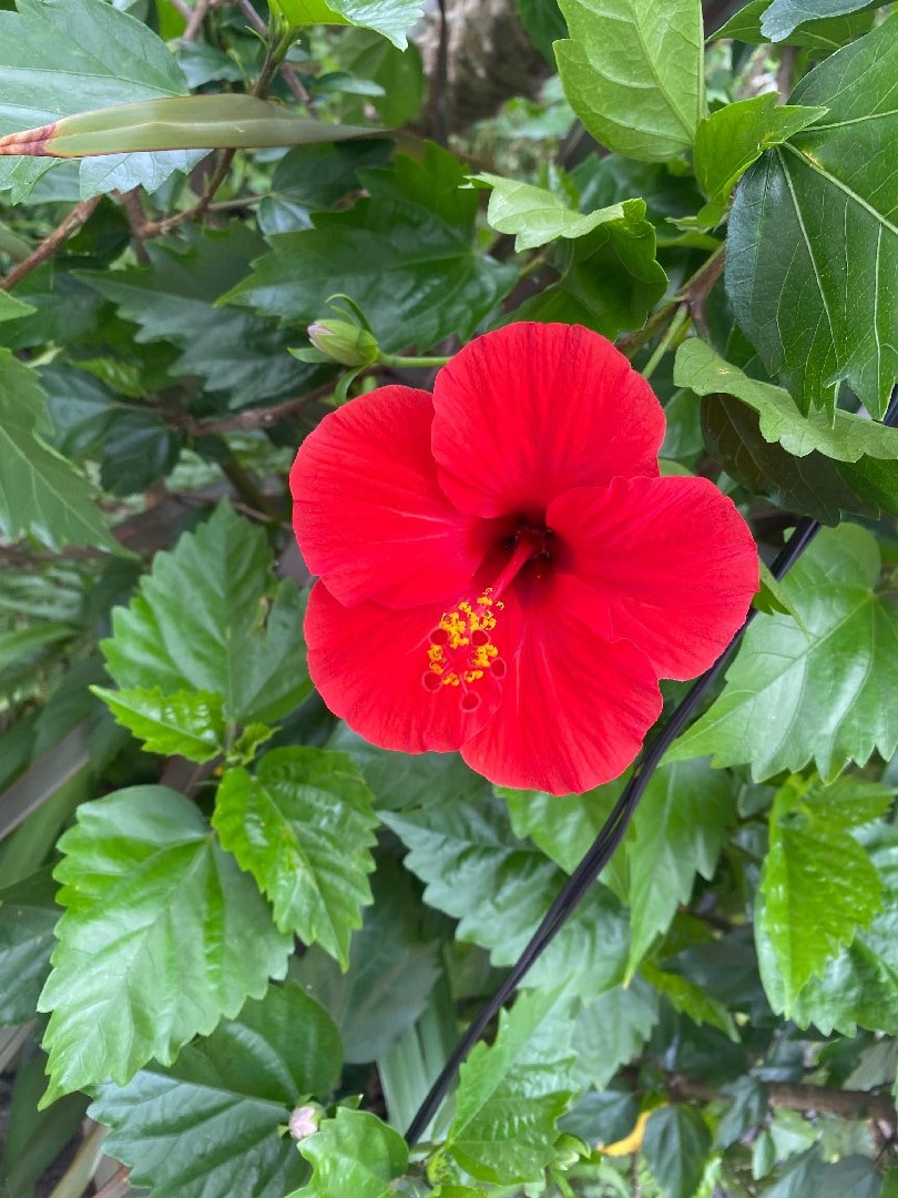 IMG_6066.jpeg