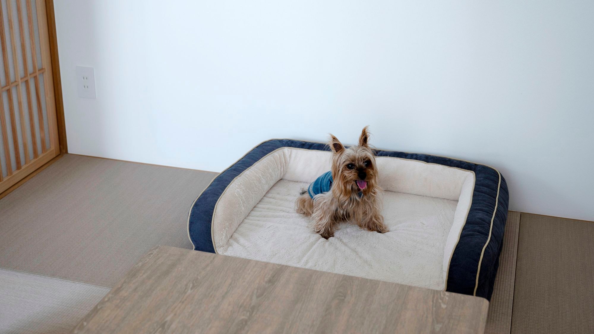 Pet room