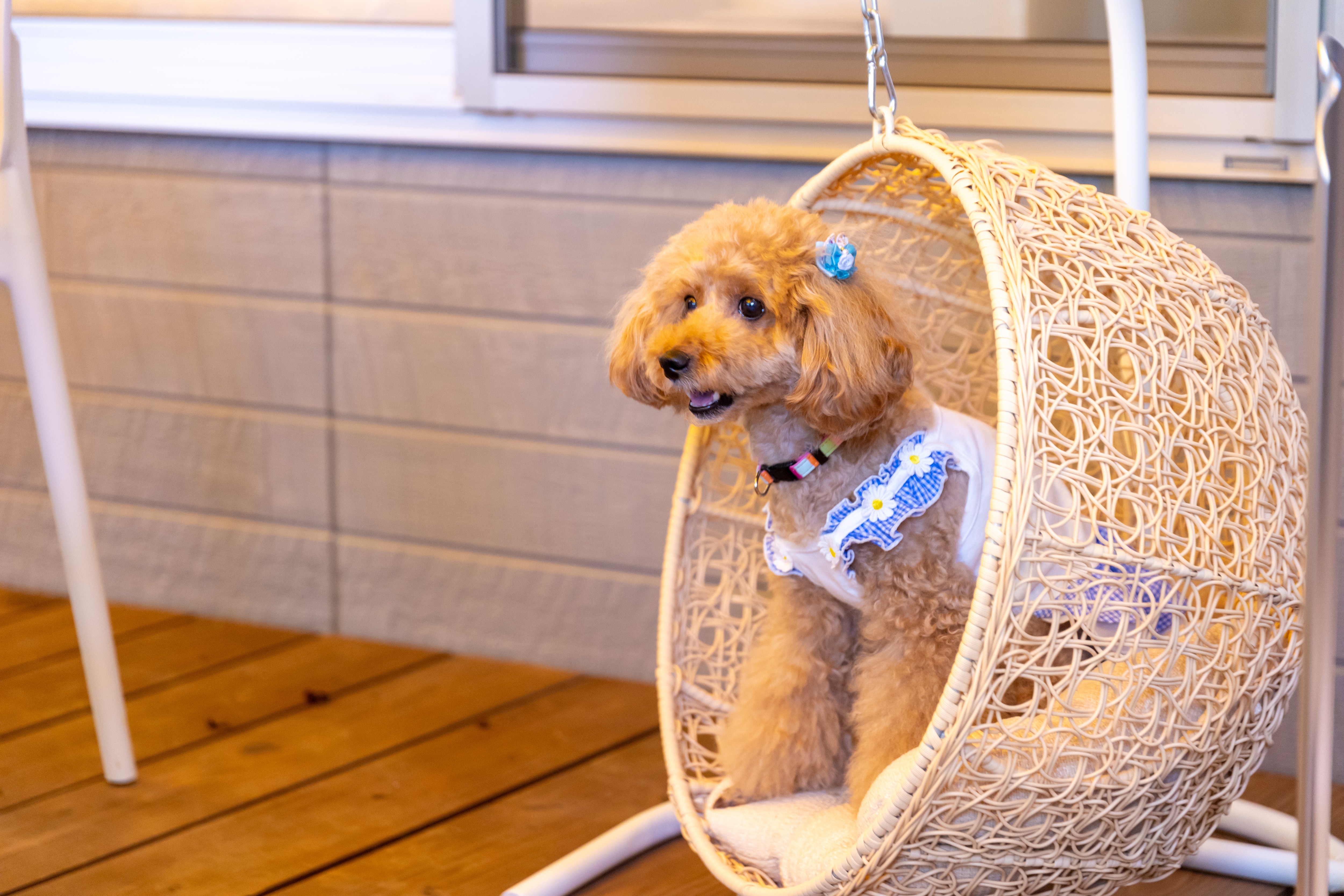 Dog_1