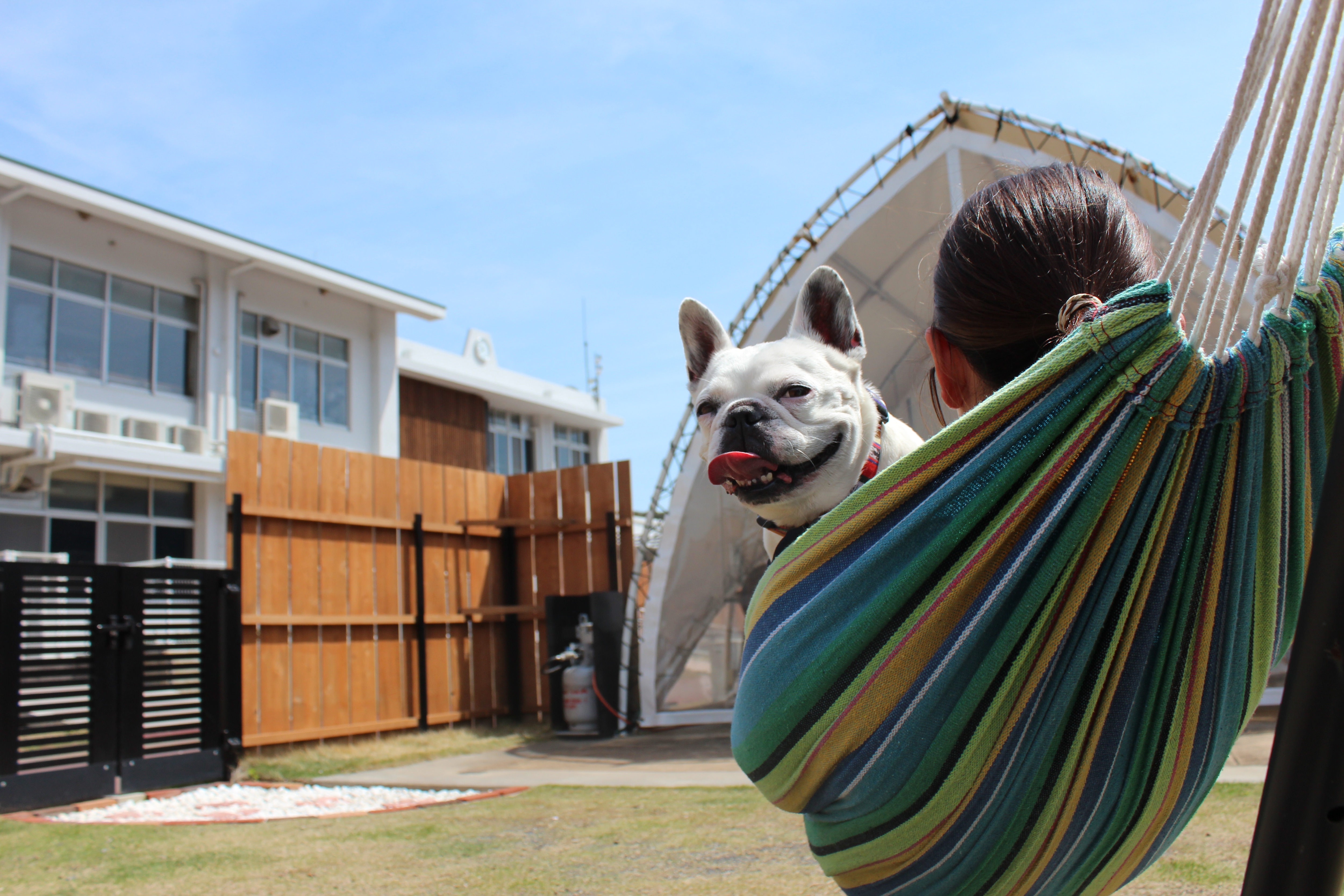 Dog Opera Tent