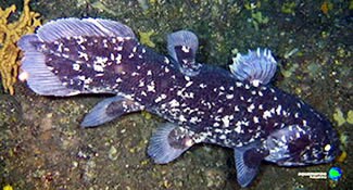 coelacanth