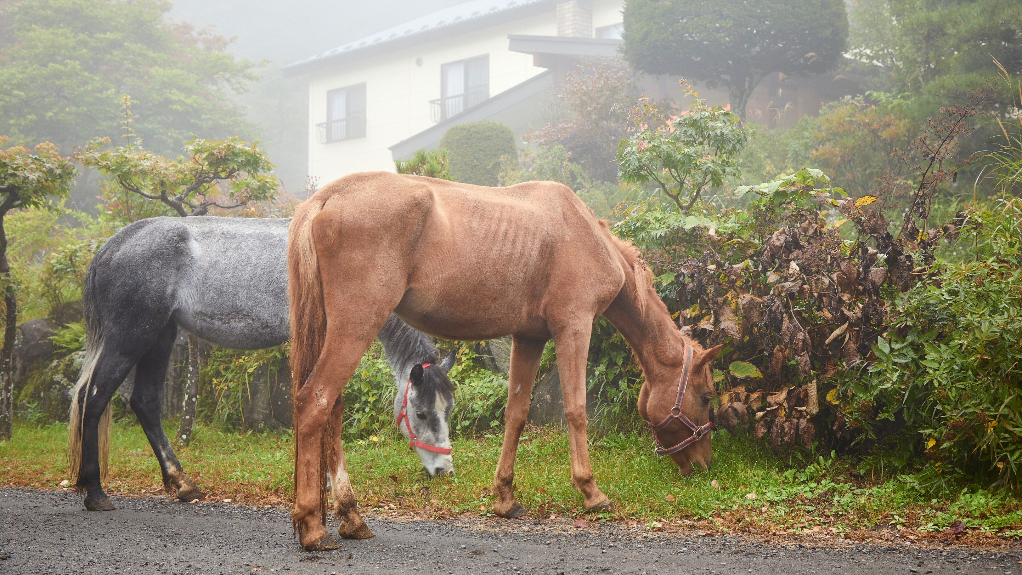 ◆The horse-pulling experience is very popular and will be a memorable experience!