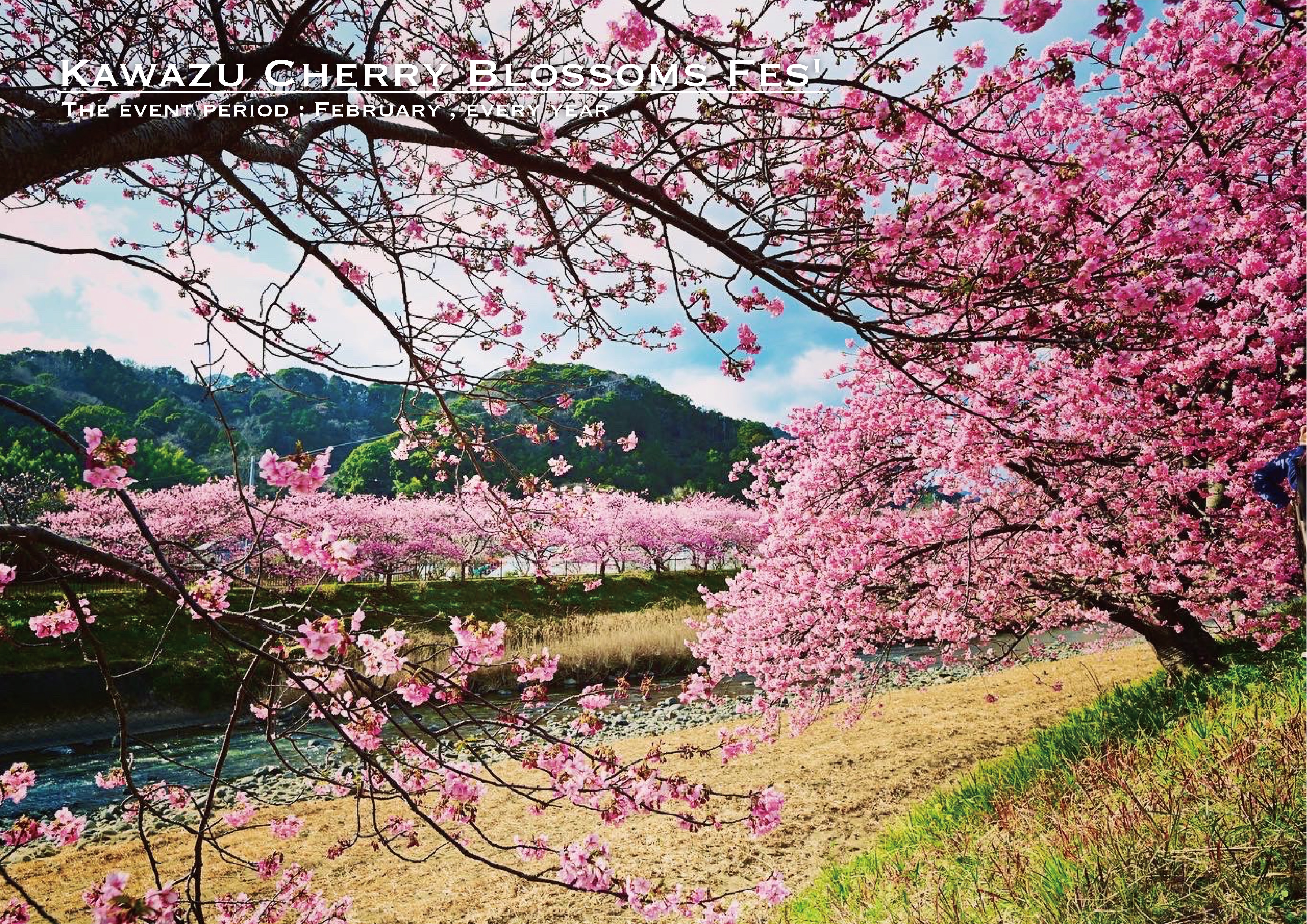 카와즈 벚꽃 축제
