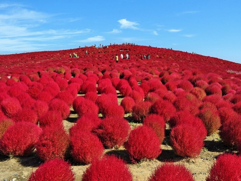 Kochia vào mùa thu