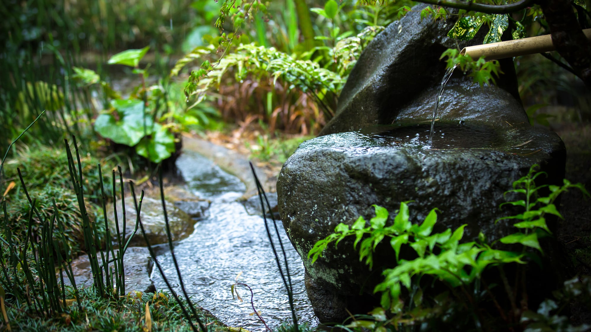 Rainy Landscape