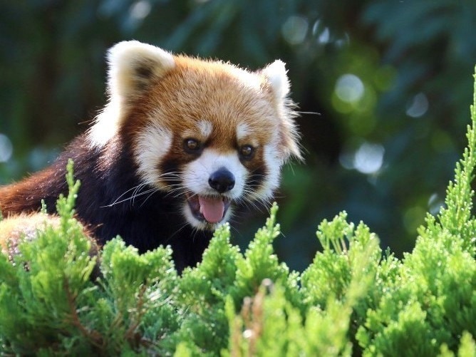 Vườn thú và vườn bách thảo Kujukushima Mori Kirara (Gấu trúc đỏ)