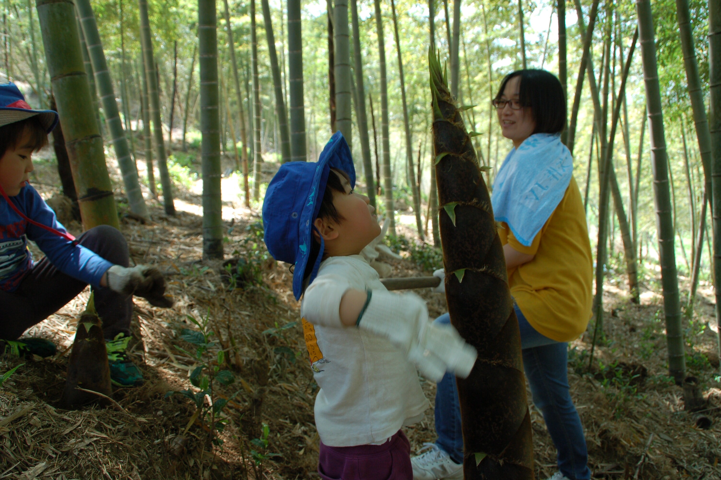 Digging for bamboo shoots 2