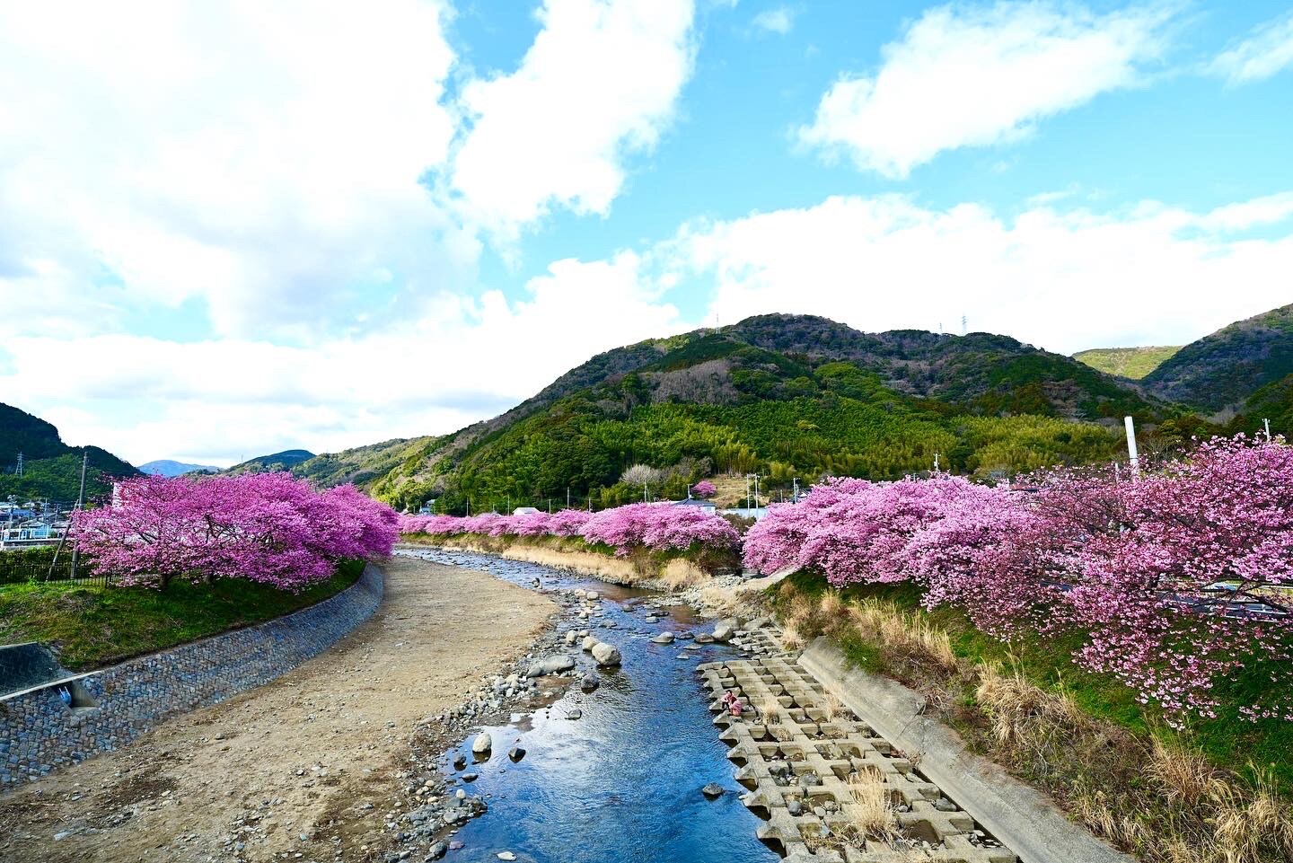 河津櫻花