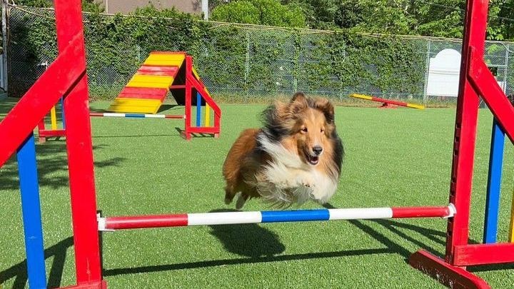 dog park agility area usage image