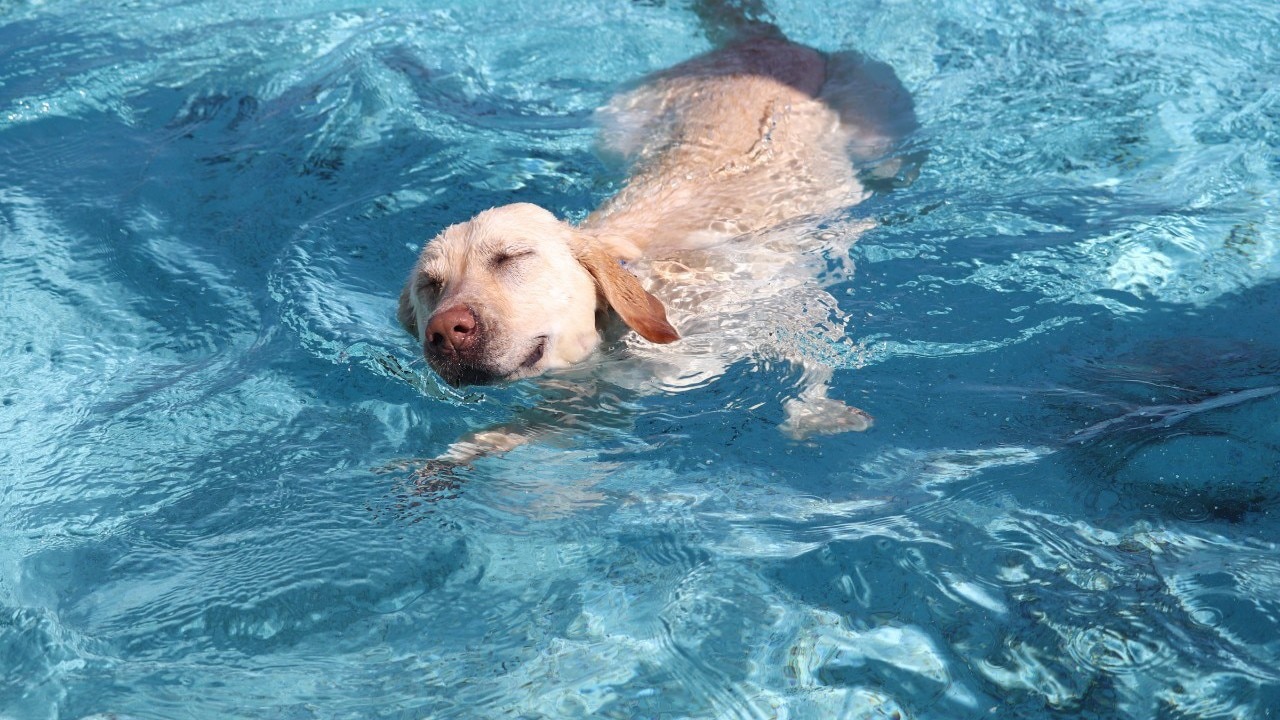 [Rooftop heated pool]